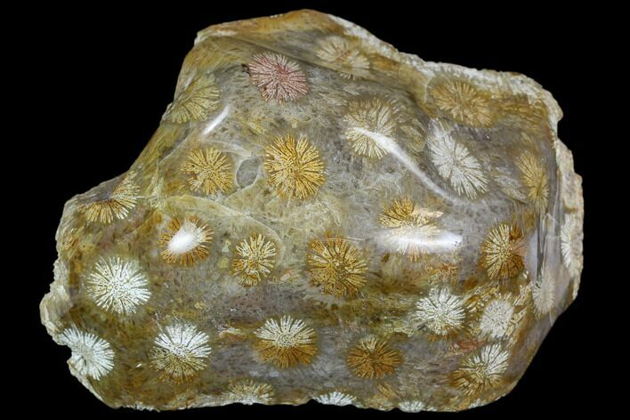 Polished, Fossil Coral Head - Indonesia #109137